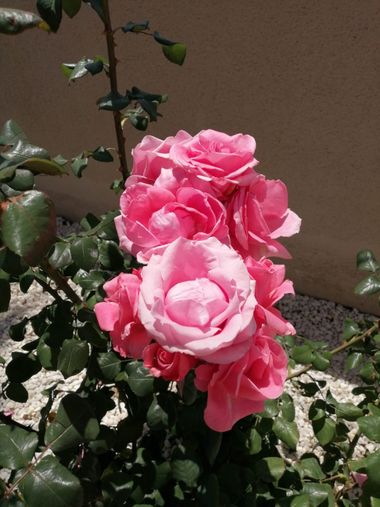 Solerantonio2 en Hamelin: Flora  (Almería), Rosas de jardin