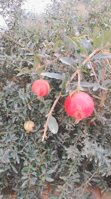 Solerantonio2 en Hamelin: Flora  (Calle los Carrascos), Planta granada