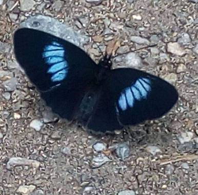 Alejillo01234 en Hamelin: Fauna 