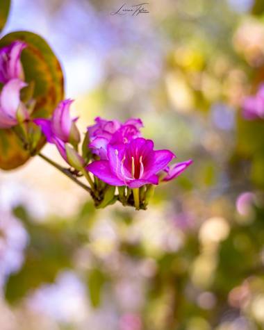 lorenatofanph en Hamelin: Flora  (Valencia), #flora21 