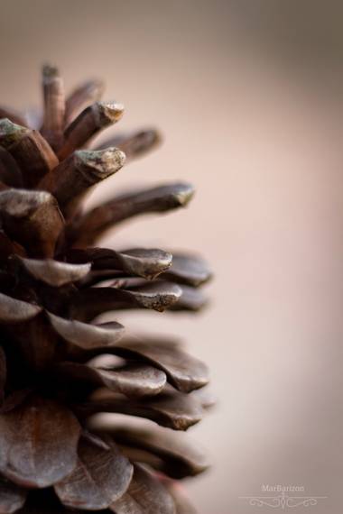 Marta.barizon en Hamelin: Flora  (Alacant), Piña Macro, perfil