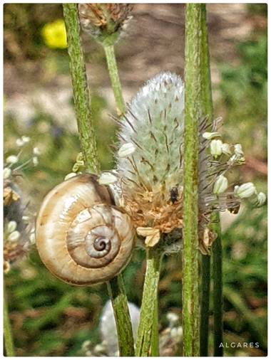 algares en Hamelin: Flora  (Guardamar del Segura),  #macrofoto20