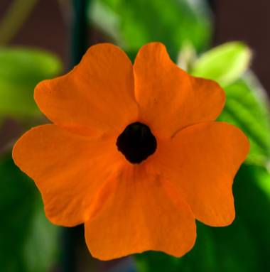 Ninigabi en Hamelin: Flora  (Huelva), Thunbergia alata, #flornaranja