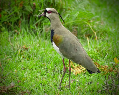 Danielhiguita7 en Hamelin: Fauna  (Caicedo), Vanellus chilensis, Ésta especie es bastante común en pantanos, quebradas, lagunas y potreros donde se observa...
