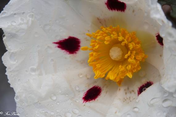 fdhphotos en Hamelin: Flora  (Madrid), Cistus ladanifer, #macroextreme #macrophotography #fotografiamacro #macrofotografia #macroextremo #macro_moms
#bpa_m...