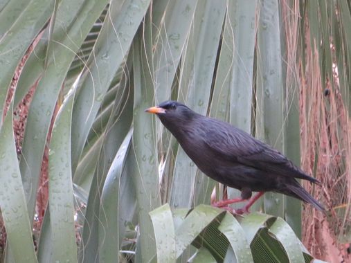 Solerantonio2 en Hamelin: Fauna  (Almería), Sturnus unicolor Temminck, 1820, Ave