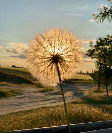 luissanfabian en Hamelin: Flora  (Móstoles), #paseo#naturaleza#ilove