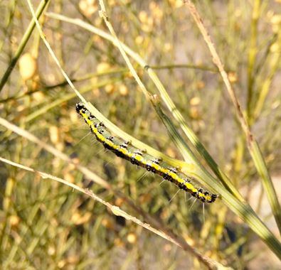 Solerantonio2 en Hamelin: Fauna  (Almería), Oruga insecto