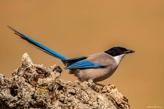 Unai Urresti en Hamelin: Fauna  (Brieva), Cyanopica cooki Bonaparte, 1850, Rabilargo.

#aves21 #rabilargo #fauna 