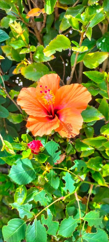 Sortueta en Hamelin: Flora  (Castro-Urdiales), Hibiscus rosa-sinensis, Simplemente...