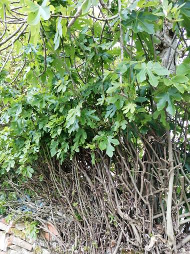 Susandresro en Hamelin: Flora  (Lugo), Ficus carica, Higuera