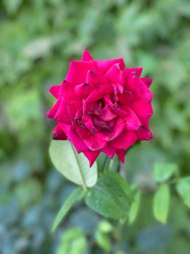 Escapateconnastasha en Hamelin: Flora  (Montilla), #Flor #rosa #zuheros 