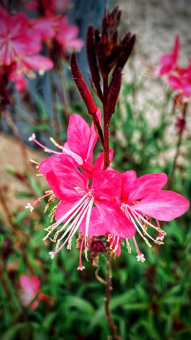 Juanatlantida82 en Hamelin: Flora, #floresbonitas 