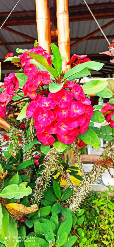 pastoressd en Hamelin: Flora  (Pitalito), Euphorbia milii