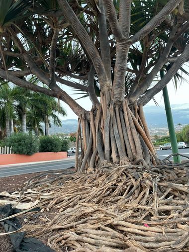 Juanatlantida82 en Hamelin: Flora, Pandanus utilis, #Arboles 