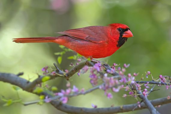 Ignicapillus en Hamelin: Fauna  (Lucas County), Cardinalis cardinalis (Linnaeus, 1758), 
Cardenal norteño

La familia Cardinalidae consta de 49 especies di...