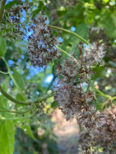 marializpaulino09 en Hamelin: Paisaje  (Tenares), #flora #naturaleza ♥️