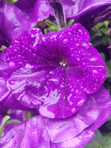 Angelambelly en Hamelin: Flora  (Gerona), #gotasdelluvia 