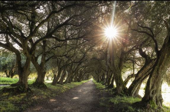 Sergio en Hamelin: Paisaje  (Lalín), #parquesyjardines 