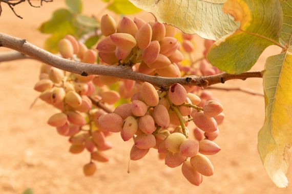 Lisa-1985 en Hamelin: Flora, #pistachos #pistachosverdes 