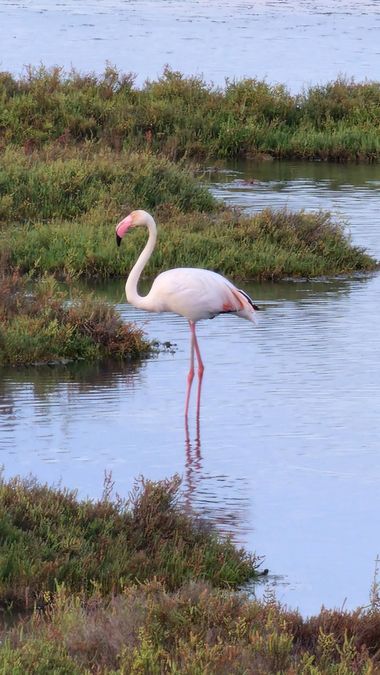 Lauratduch en Hamelin: Fauna  (Amposta), Phoenicopterus roseus Pallas, 1811, Flamenco#delta del ebro#fotomovil# lo logre