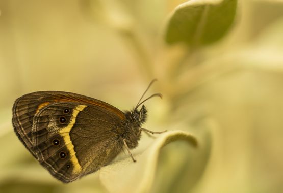 Juanfra.1791 en Hamelin: Fauna  (Alhama de Almería)