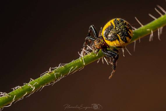 Florentinoeugenio en Hamelin: Fauna  (Coslada), #arañaamarilla