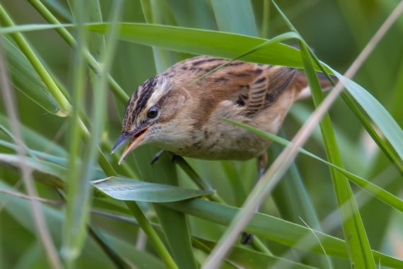 Ignicapillus en Hamelin: Fauna  (Viladecans), Acropcephalus schoenobaenus, Carricerín común

En España, el Carricerín común es un pájaro escaso y estrictam...