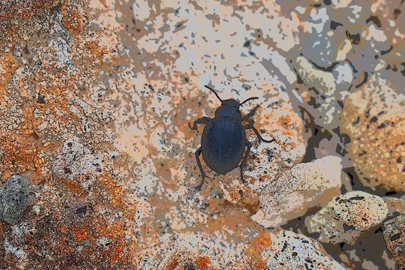 Solerantonio2 en Hamelin: Fauna  (Níjar), Escarabajo