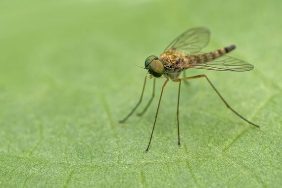 Ignicapillus en Hamelin: Fauna  (Pla de l'Estany), Primeros de junio 2023; una salida macrera al entorno del lago de Banyoles (Girona). Retratada sobre una...