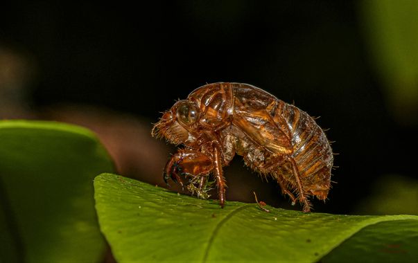 Pabloalbertopaez en Hamelin: Fauna  (Pano), Exoesqueleto de una Cigarra