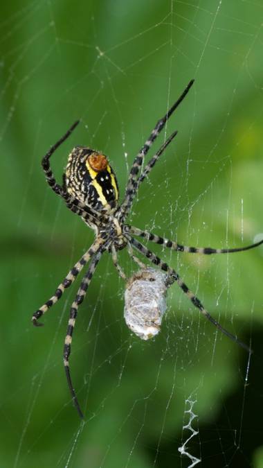 Juanatlantida82 en Hamelin: Fauna, Araña 