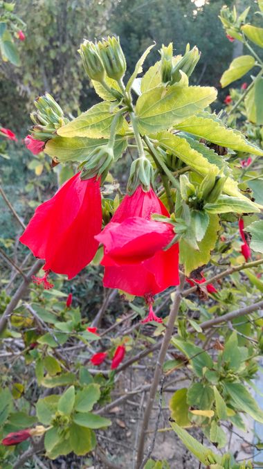 Solerantonio2 en Hamelin: Flora  (Almería), Malvaviscus arboreus, Planta