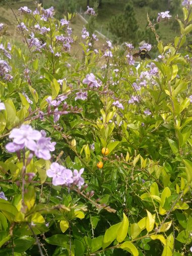 Obeddavila035 en Hamelin: Flora, Duranta erecta, #flora #flower 