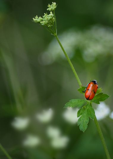 Mercedes en Hamelin: Fauna, #insectos #primavera 