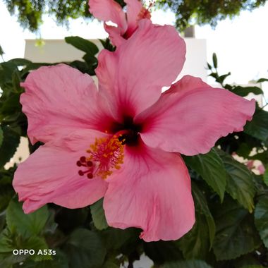 Solerantonio2 en Hamelin: Flora  (Almería), Hibiscus rosa-sinensis, Planta