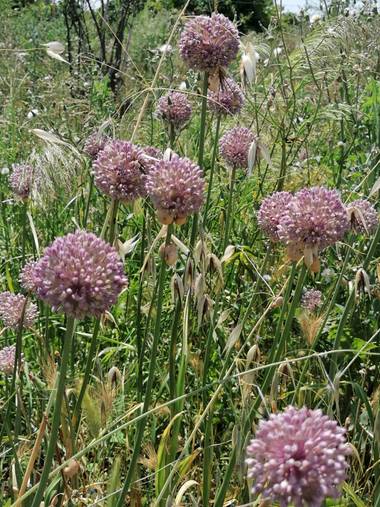Pil_artero en Hamelin: Flora, Allium ampeloprasum