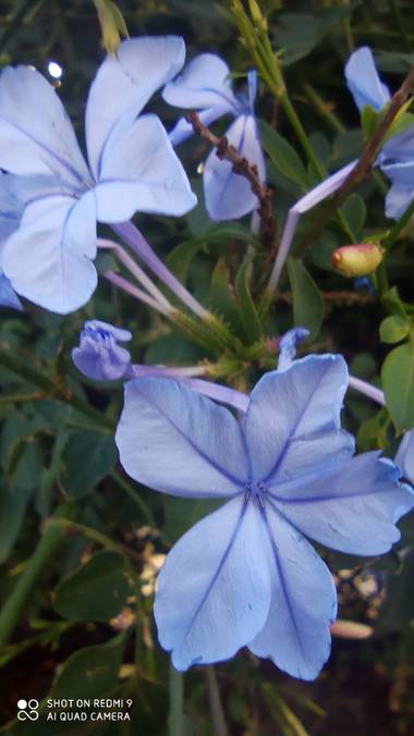 GreenPhoto en Hamelin: Flora, Plumbago auriculata