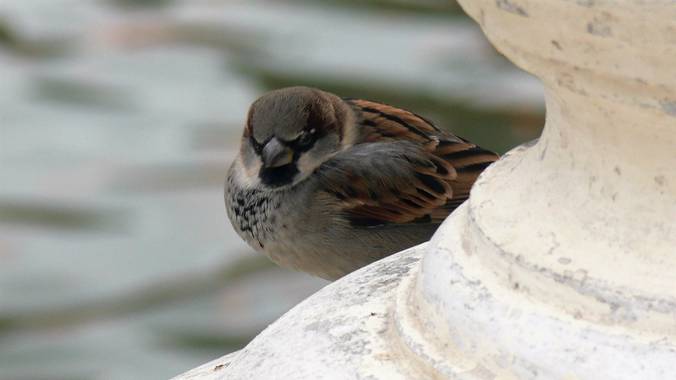 Liliane.chinyavong en Hamelin: Fauna  (Madrid), #Aves21