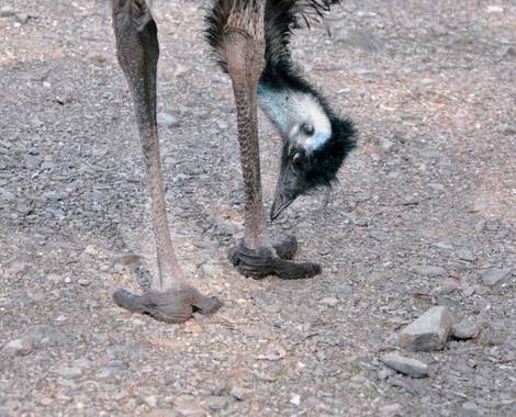 carmen.guerra1997 en Hamelin: Fauna  (El Castillo de las Guardas), Dromaius novaehollandiae (Latham, 1790), Emir #aves21 