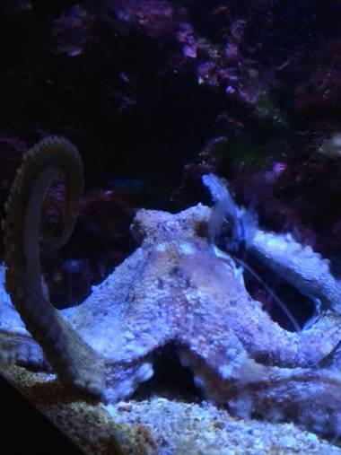 GreenPhoto en Hamelin: Fauna 