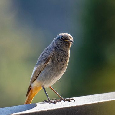 3pnoe6 en Hamelin: Fauna  (Sant Feliu de Codines), Phoenicurus ochruros (S.G.Gmelin, 1774), #ave#pajarillo#cotxafumada