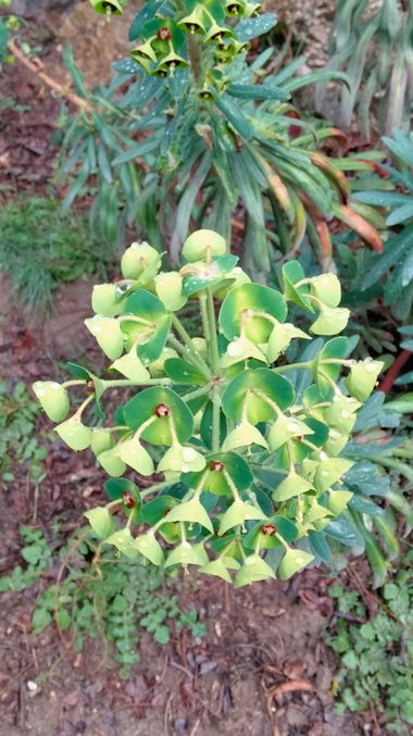 Solerantonio2 en Hamelin: Flora  (Láujar de Andarax), Planta