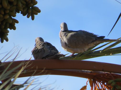 Solerantonio2 en Hamelin: Fauna  (Almería), Streptopelia decaocto (Frivaldszky, 1838), Tórtola turca