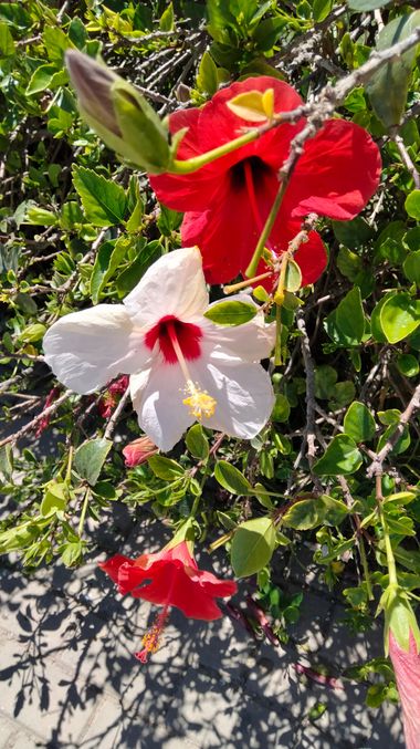 Solerantonio2 en Hamelin: Flora  (Almeria), Planta