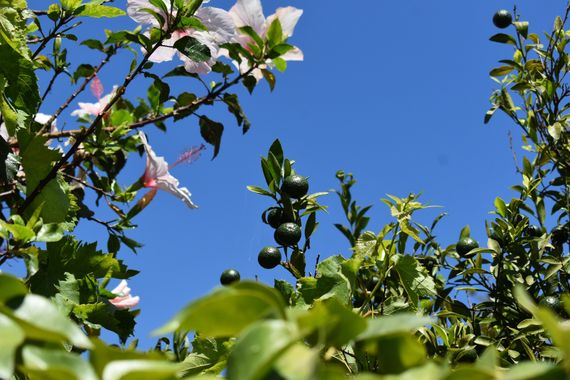 Solerantonio2 en Hamelin: Flora  (Comarca de la Costa Granadina), Naranjo