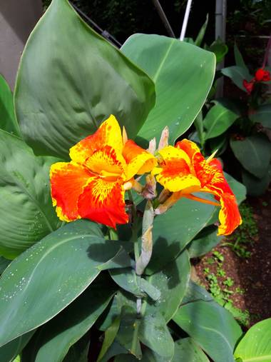 Camisi1812 en Hamelin: Flora  (La Candelaria), Canna indica, #flor