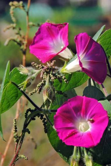 Acedogloria en Hamelin: Flora, Ipomoea purpurea