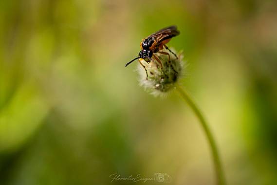 Florentinoeugenio en Hamelin: Fauna  (Coslada), #bugs 