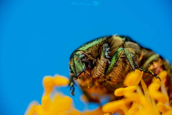 Florentinoeugenio en Hamelin: Fauna  (San Fernando de Henares), #cetoniaaurata 